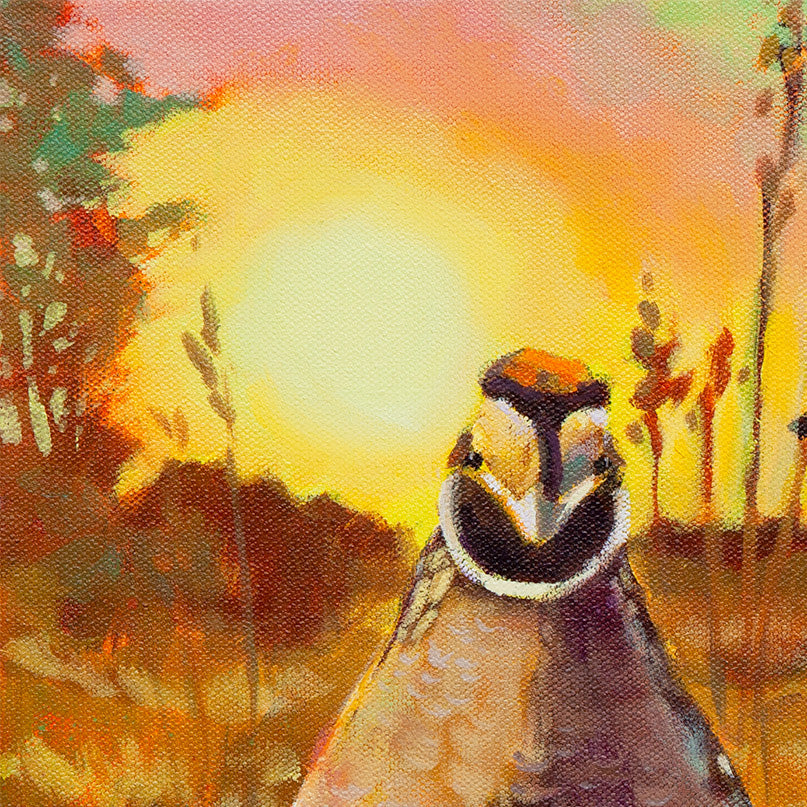 quail bird head with curved plume in warm evening light, Santa Cruz Mountains wildlife, oil painting detail