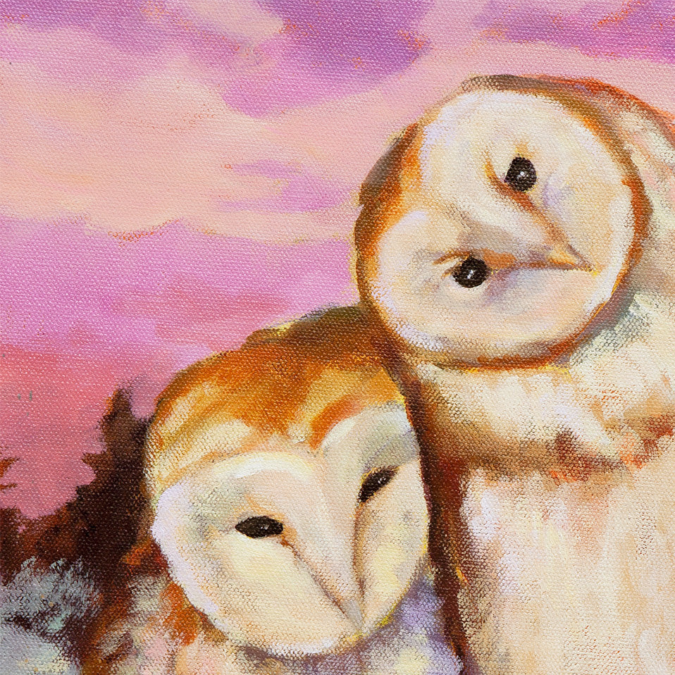 Barn owls close-up, two owls leaning together with soft pink sky in background, detailed feather texture